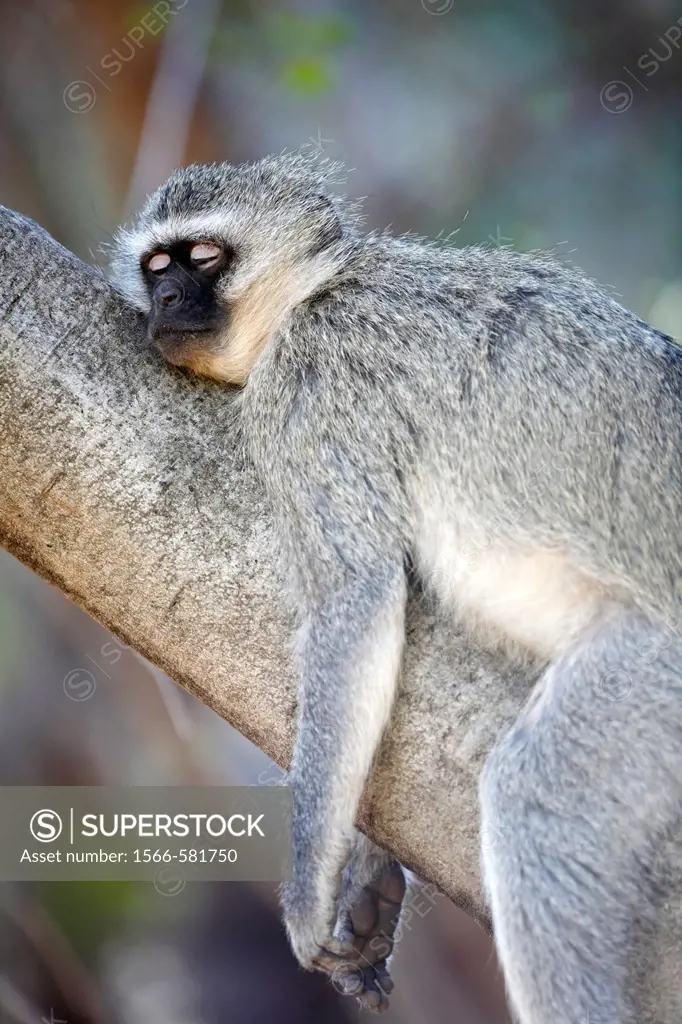 Vervet Monkey, Chlorocebus pygerythrus, lying on tree, Pilanesberg Game Reserve, South Africa