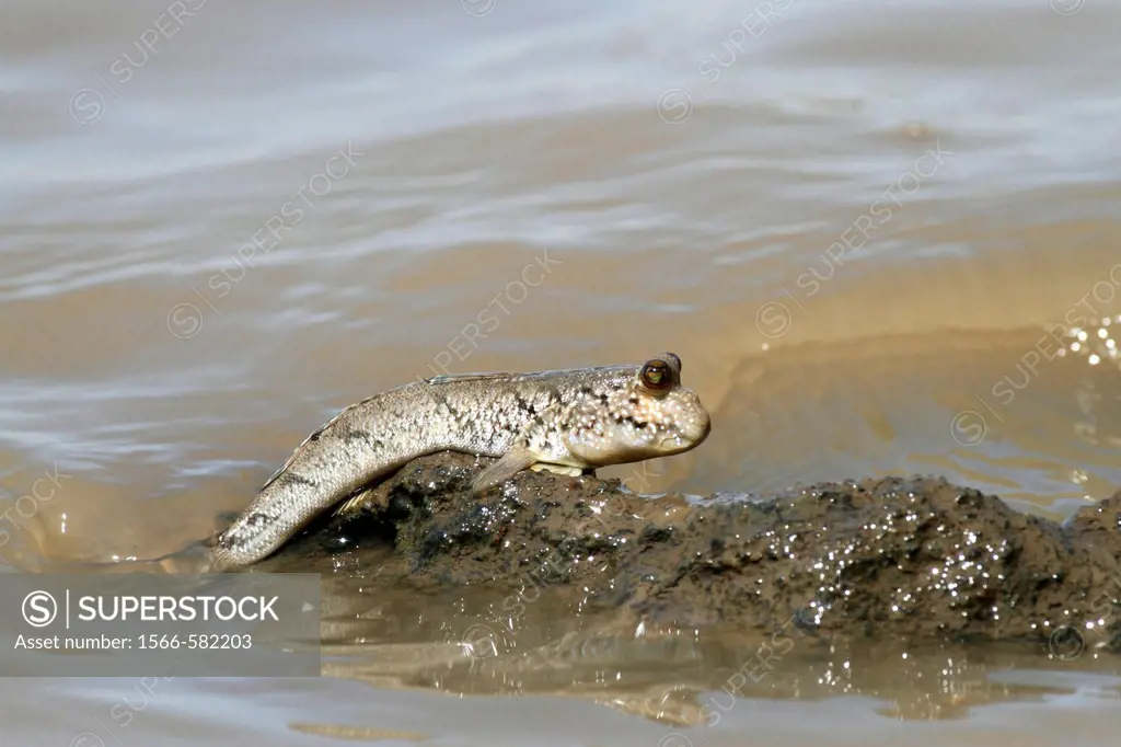 Mudskipper, Periophthalmus sp , climbing out of the water, The Gambia