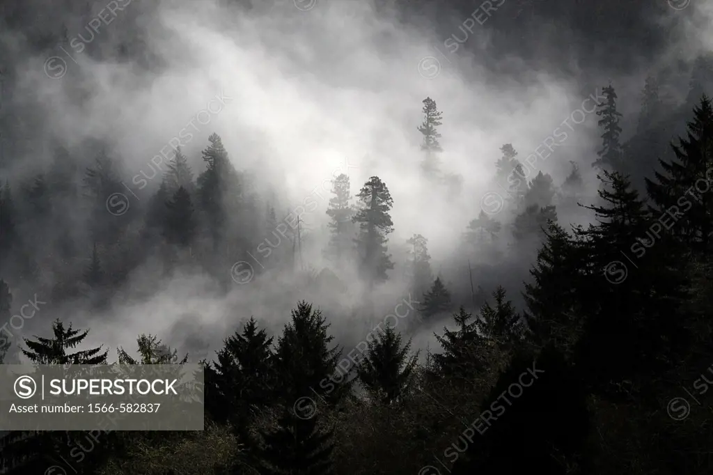 Morning fog enshrouds a pine tree forest along the Pacific Ocean in Oregon, United States