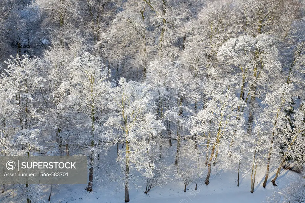 Winter Trees and Sunlight Knaresborough North Yorkshire England
