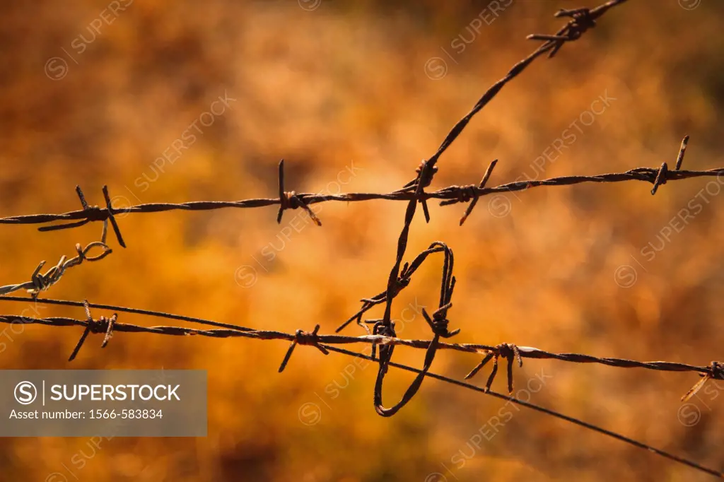 Tangled barbed wire