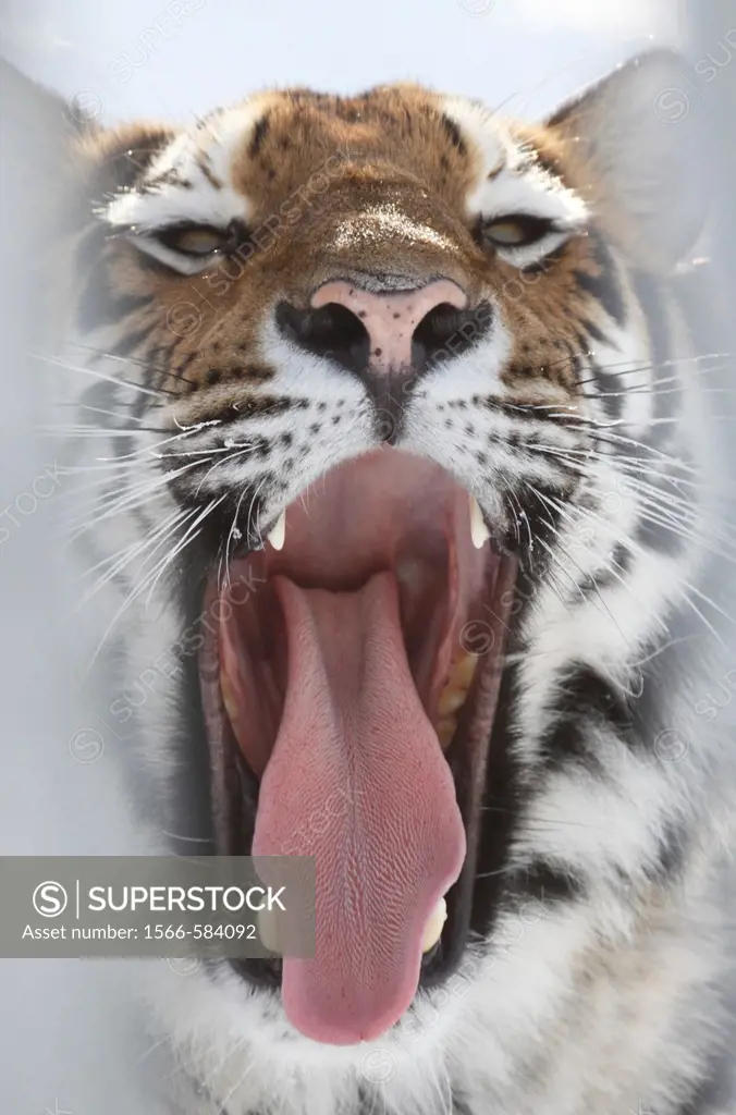 Siberian tiger / Amurtiger Panthera tigris altaica Dalarna Sweden.