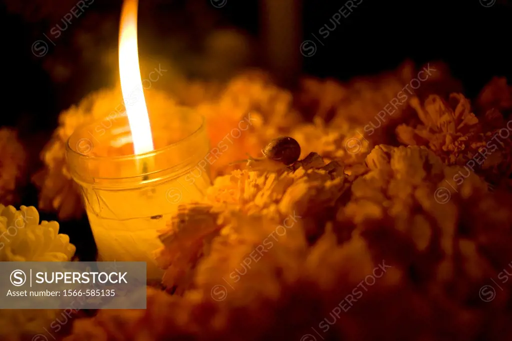 A snail crawls on yellow marigold flowers, known as Zempasuchitl, on a tomb decorated with a candle at the cemetery in San Gregorio Atlapulco, Xochimi...