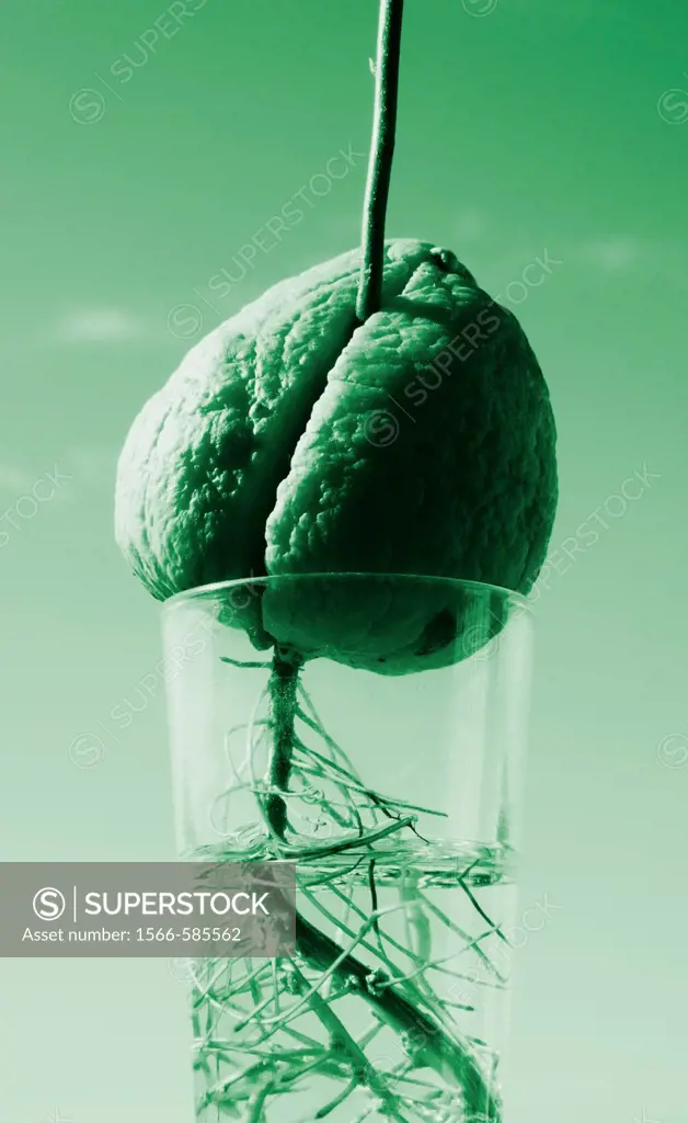 Avocado stone growing in glass of water