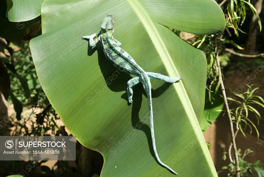 Madagascar, Parson´s chameleon Calumma parsonii