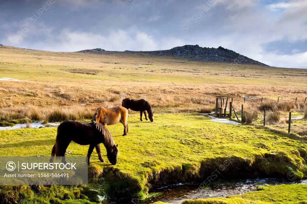 Horses on Bodmin Moor with Rough Tor in the Background