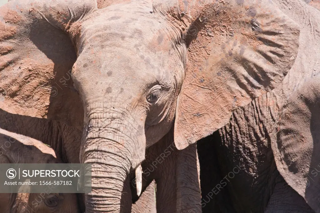 A portrait of a young african elephant (Loxodonta africana) in Tansania, Africa