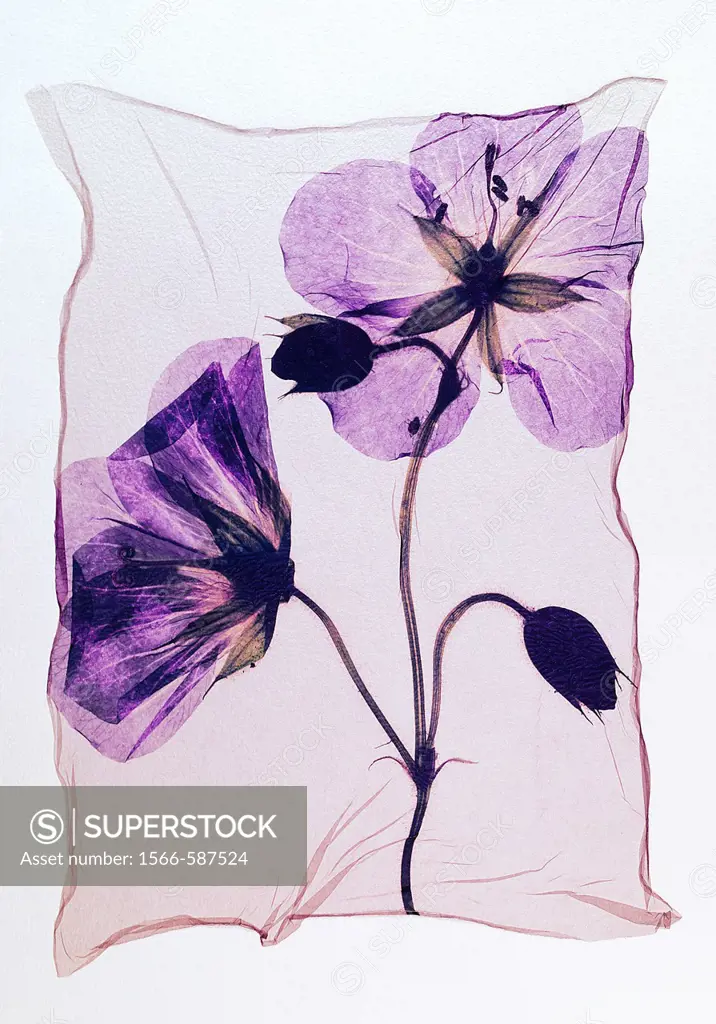 Pressed geranium  Meadow Cranesbill  - Wild flowers - Polaroid lift