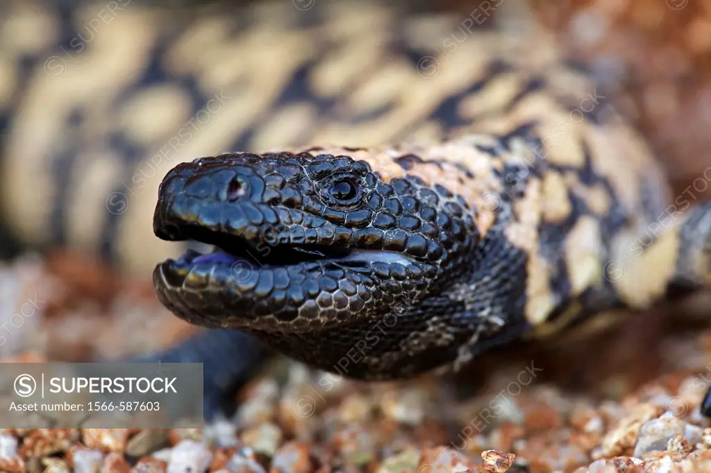 Gila monster  Heloderma suspectum . Sonoran desert, Arizona. Defensive reaction. One of two venomous lizards in the world, vemon glands in lower jaw d...