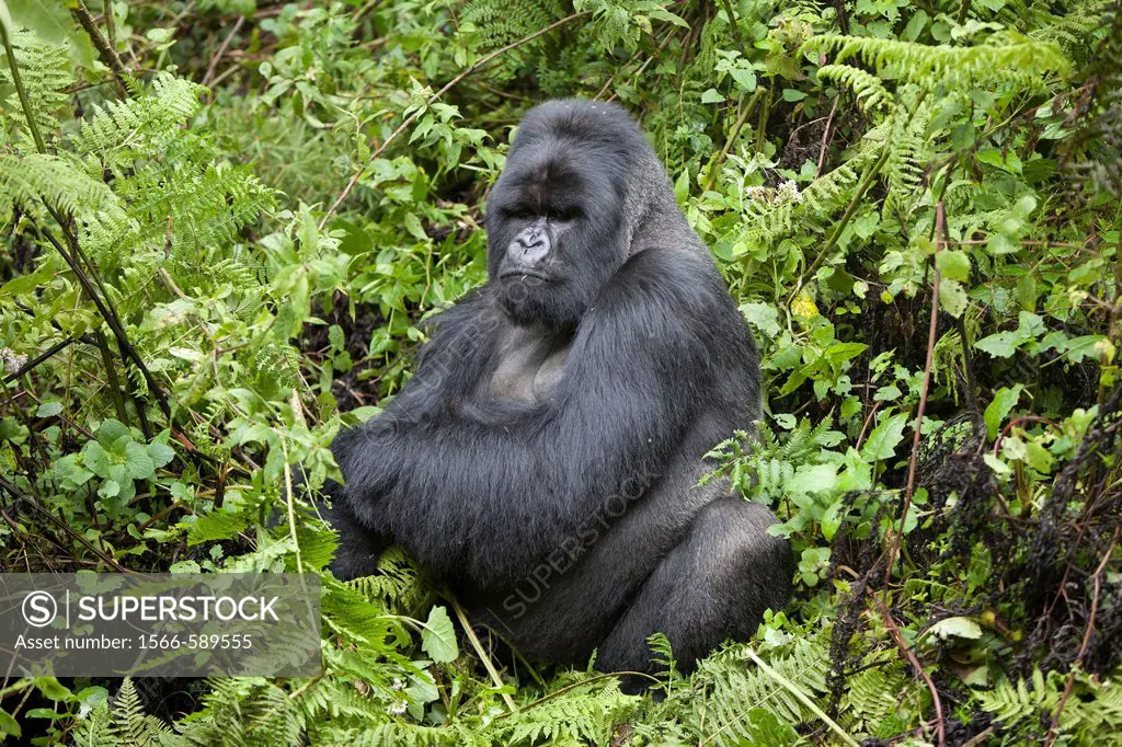 Mountain Gorilla, Gorilla beringei beringei, silverback sitting in vegetation, Volcanoes National Park, Rwanda