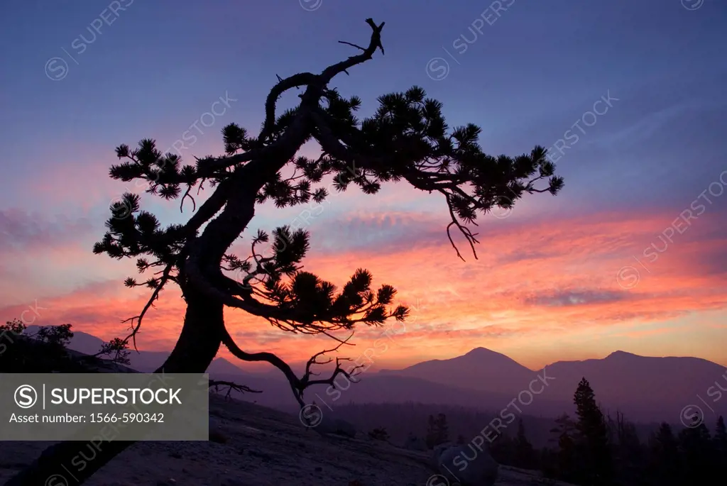 Pine sunrise on Lambert Dome, Yosemite National Park, CA
