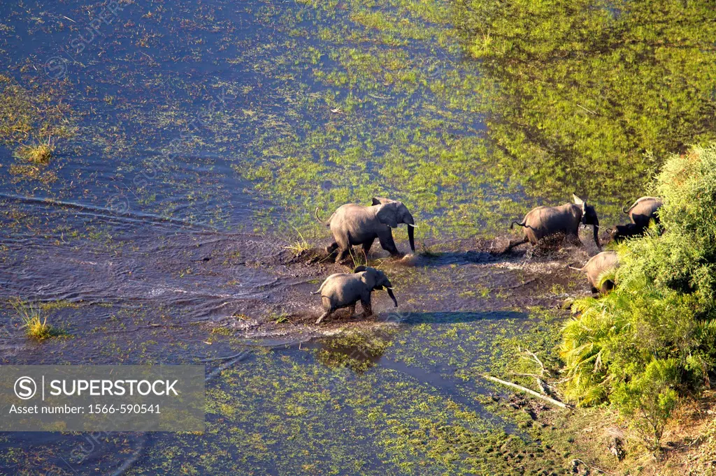 African Elephants Loxodonta africana, crossing the water  Aerial View of the Okavango Delta, Botswana