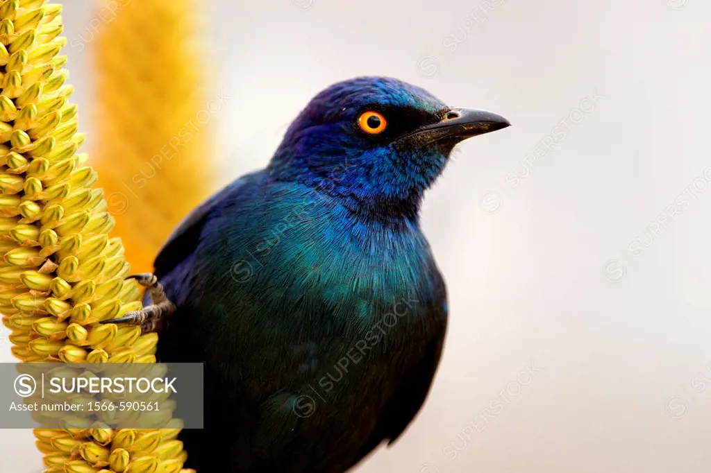 Cape Glossy starling Lamprotornis nitens, on the Skirt aloe Aloe alooides, Kruger National Park, South Africa