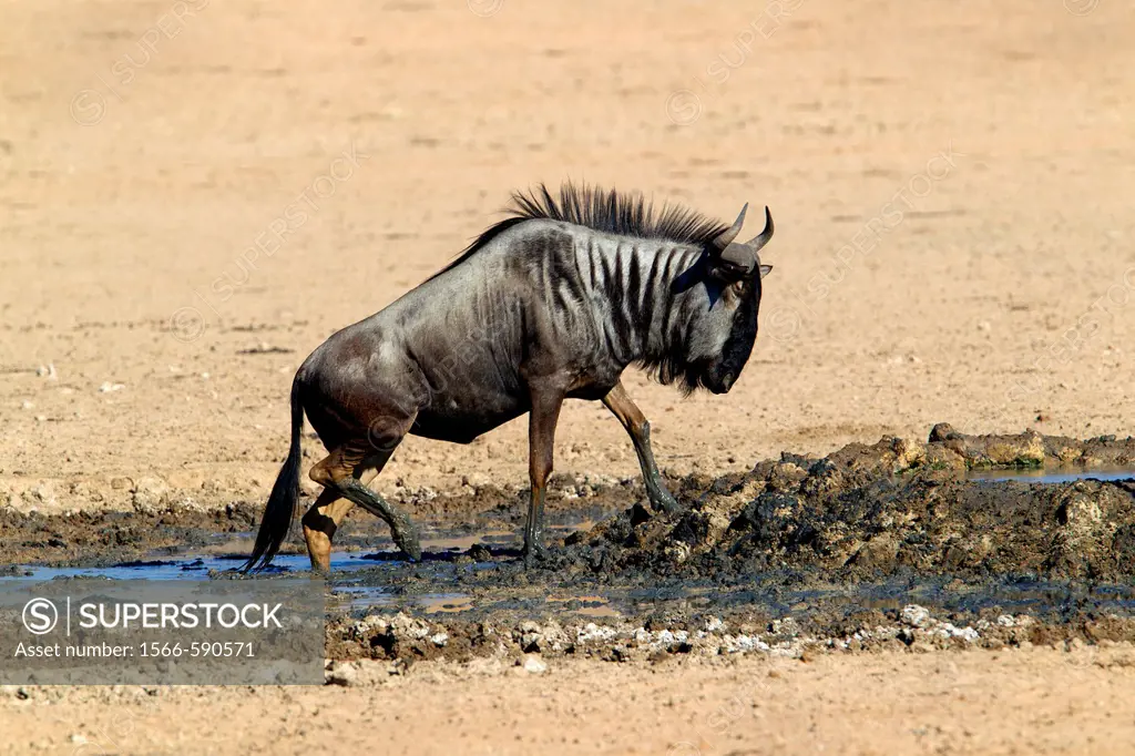 Blue wildebeest Connochaetes taurinus, in the waterhole, Kgalagadi Transfrontier Park, Kalahari deserrt, South Africa
