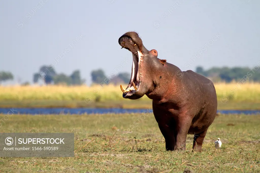 Hippopotamus Hippopotamus amphibius, Chobe river, Chobe National Park, Botswana
