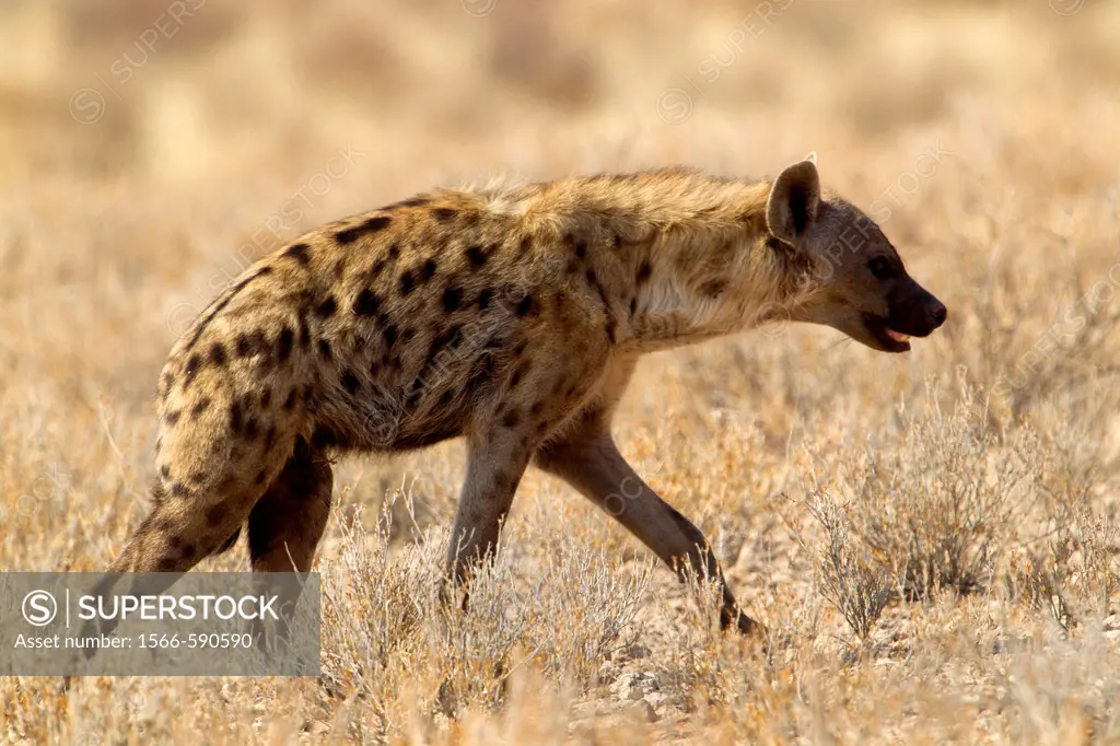 Spotted hyaena Crocuta crocuta, Kgalagadi Transfrontier Park, Kalahari desert, South Africa
