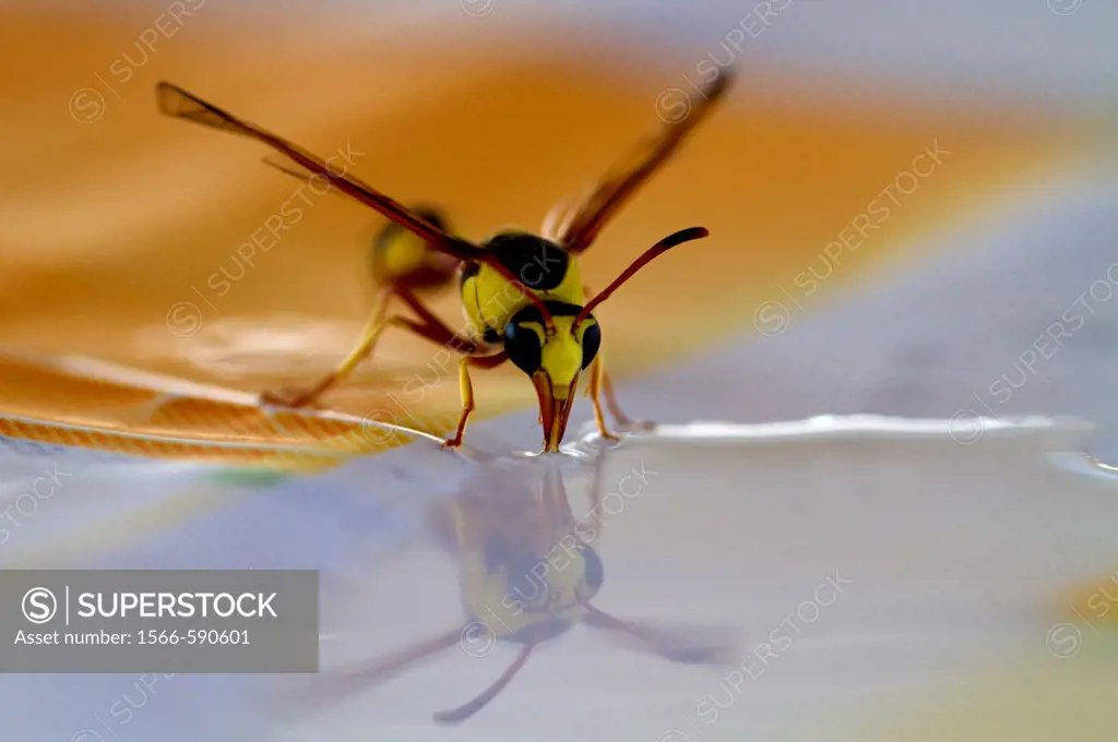 Social Wasps Family vespidae, drinking water, Mabuasehube, Kgalagadi Transfrontier Park, Kalahari desert, Botswana