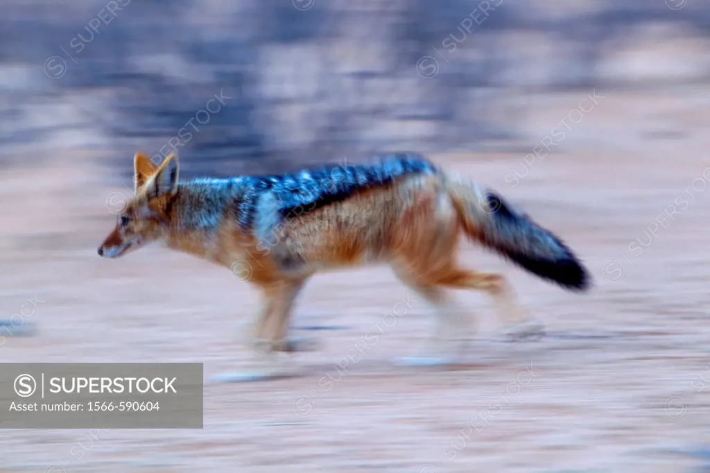 Black-backed Jackal Canis mesomelas, Kgalagadi Transfrontier Park, Kalahari desert, South Africa