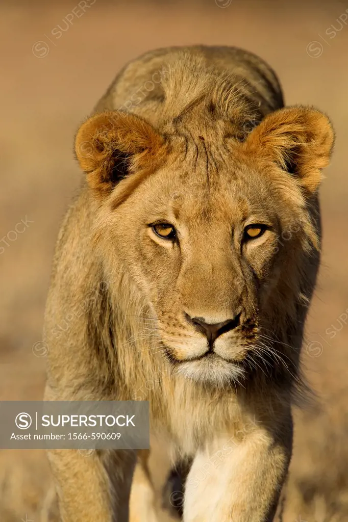 African Lion Panthera leo - Young Males, Kgalagadi Transfrontier Park, Kalahari desert, South Africa