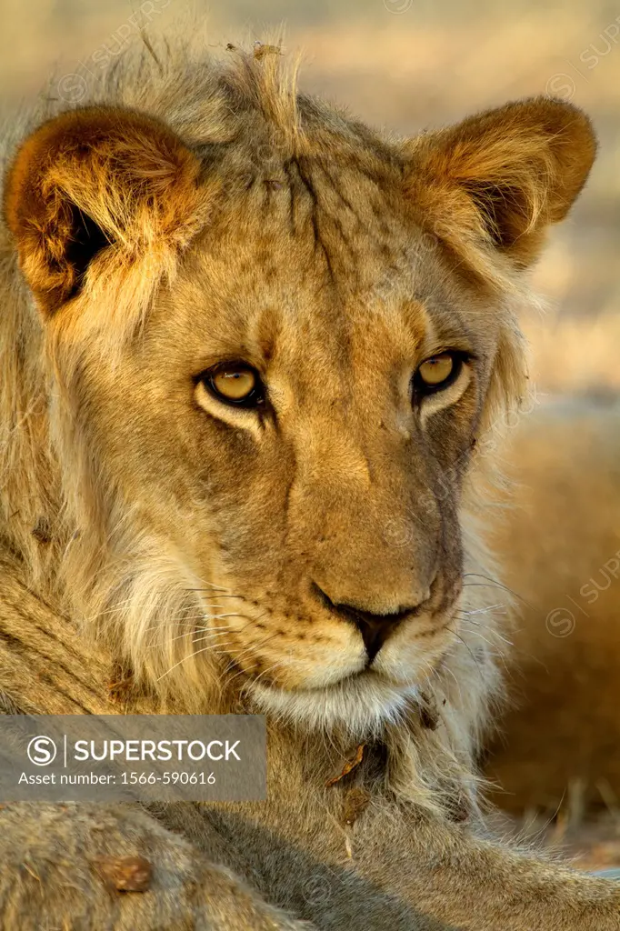 African Lion Panthera leo - Young, Kgalagadi Transfrontier Park, Kalahari desert, South Africa