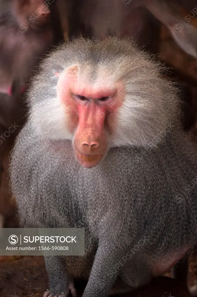 Adult male Papio Hamadryas baboon