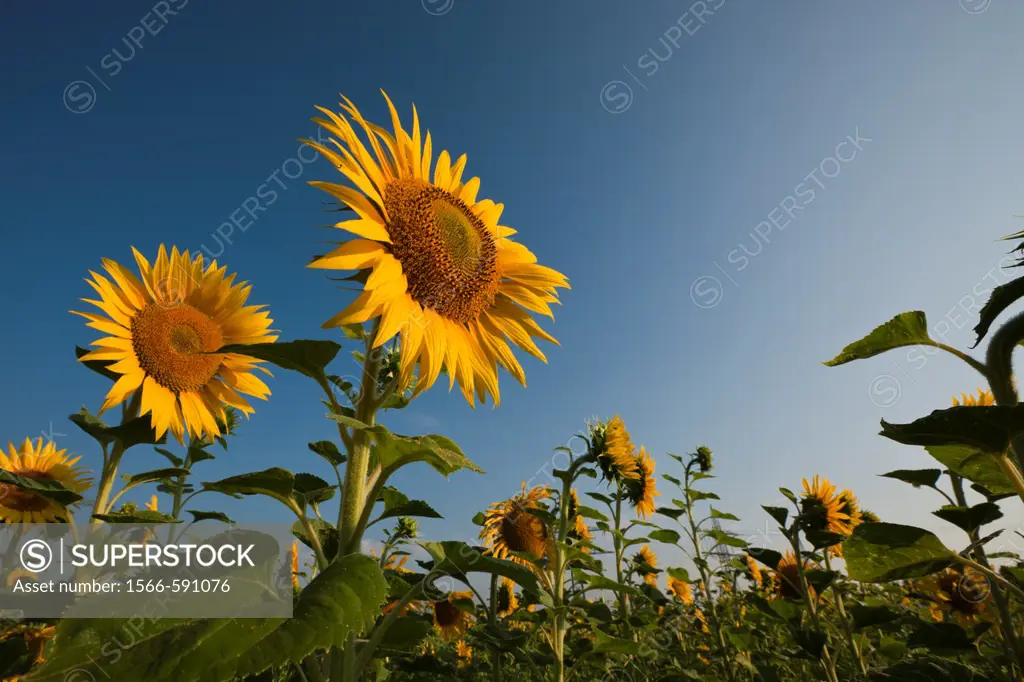 Sunflowers, Helianthus annuus, Munich, Bavaria, Germany