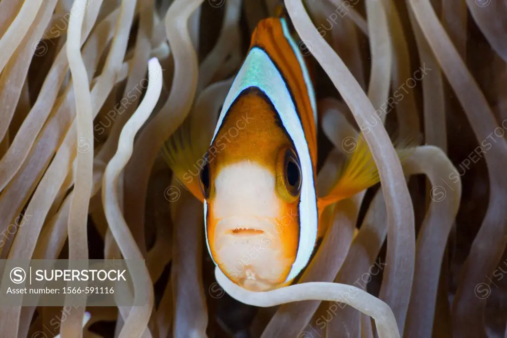 Clarks Anemonefish, Amphiprion clarkii, Amed, Bali, Indonesia