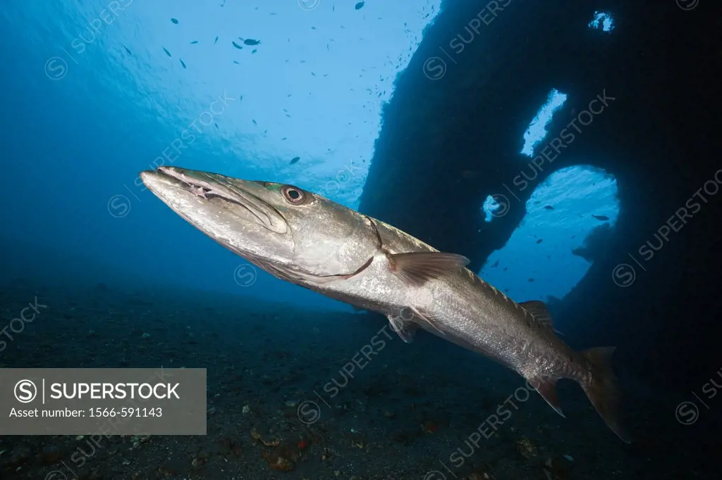 Great Barracuda at Liberty Wreck, Tulamben, Bali, Indonesia