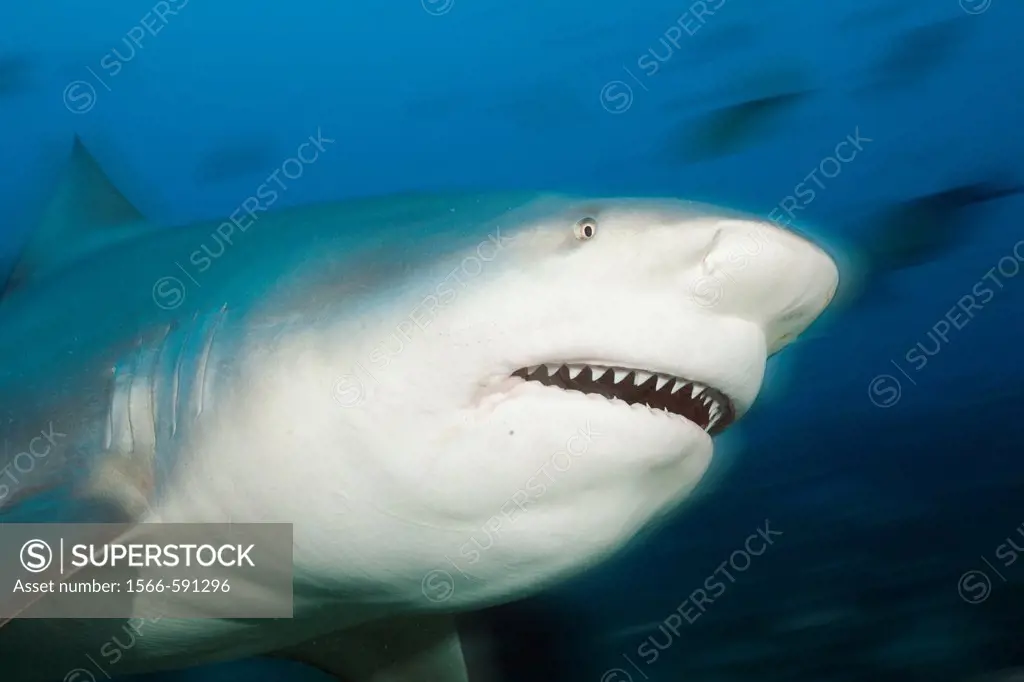 Bull Shark, Carcharhinus leucas, Beqa Lagoon, Viti Levu, Fiji