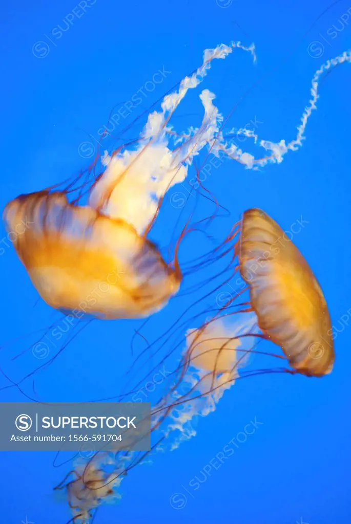Two Jellyfish swimming at the Akron Zoo