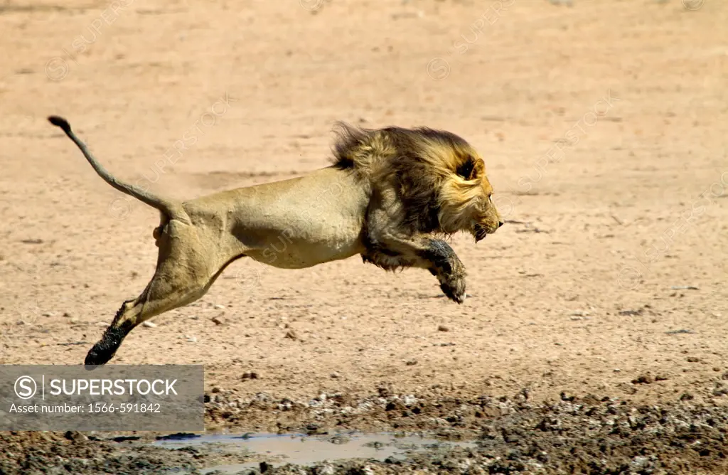 African Lion Panthera leo - Male, junping the waterhole, Kgalagadi Transfrontier Park, Kalahari desert, South Africa