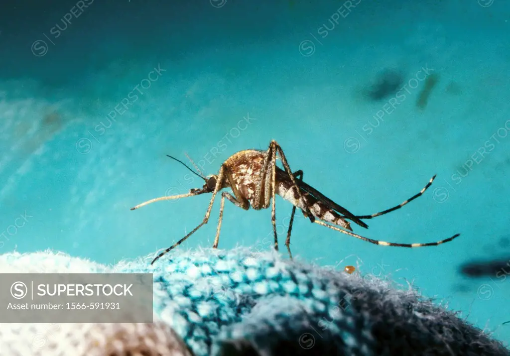 close up of mosquito Choromodic family showing its long proboscus