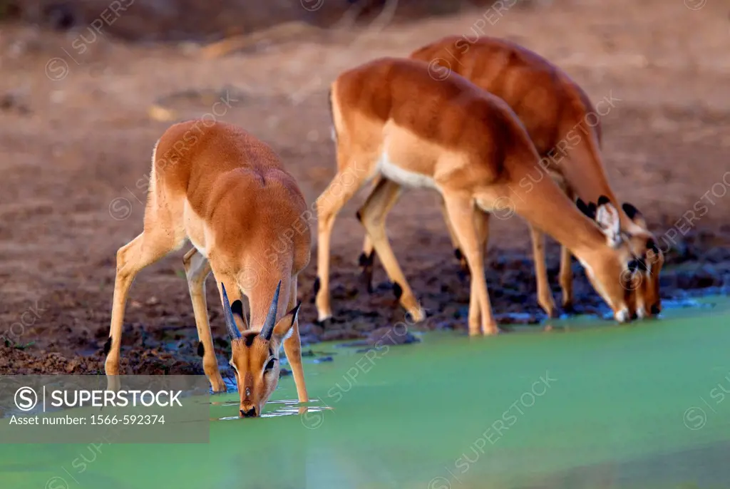 Impalas Aepyceros melampus, in the waterhole, Kruger National Park, South Africa