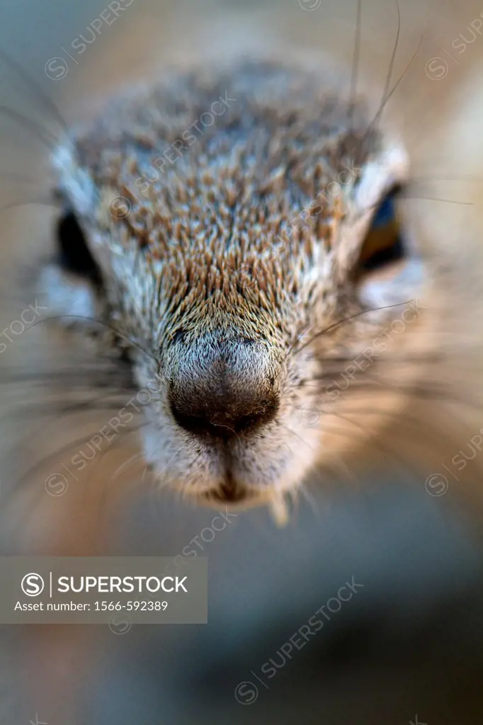 Cape ground Squirrel Xerus inauris, Kgalagadi Transfrontier Park, Kalahari desert, South Africa
