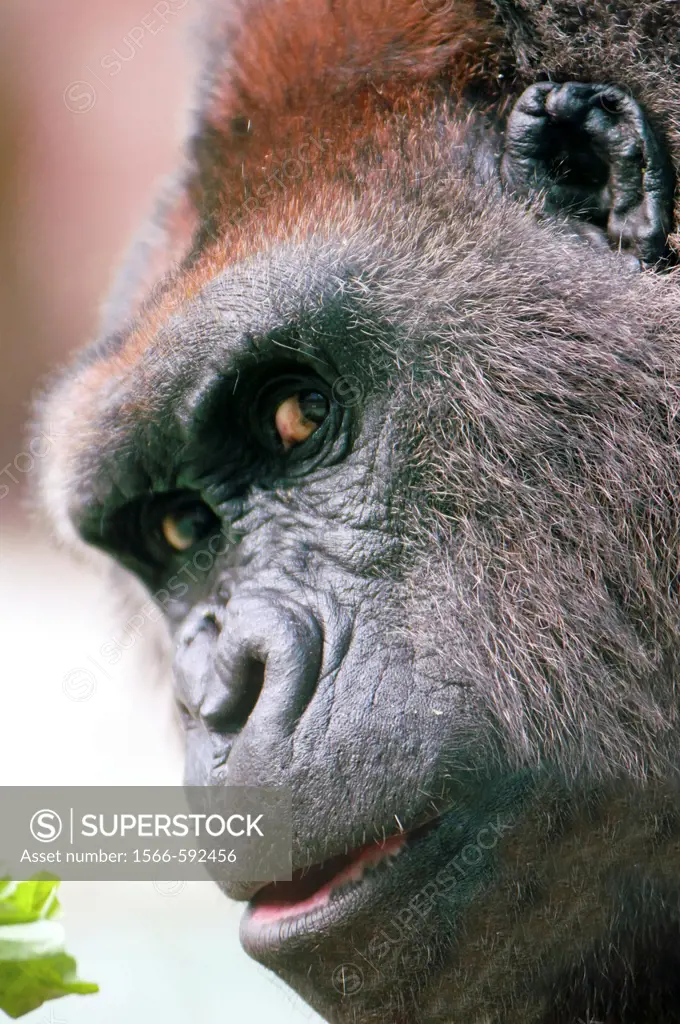 Gorilla close up with eye contact