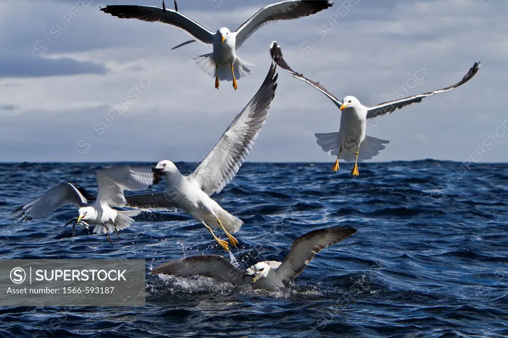 Gull feeding frenzy on baitball off Fugloy Island in the Faroe Islands, North Atlantic Ocean  MORE INFO Hundreds of gulls plunge-diving on spawning sa...