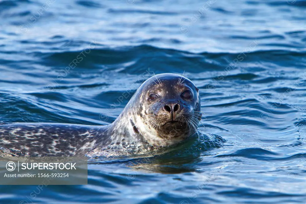 Curious harbor seal Phoca vitulina approaches the Zodiac at Vigur Island in Iceland  MORE INFO This seal is also known as the common seal or the harbo...