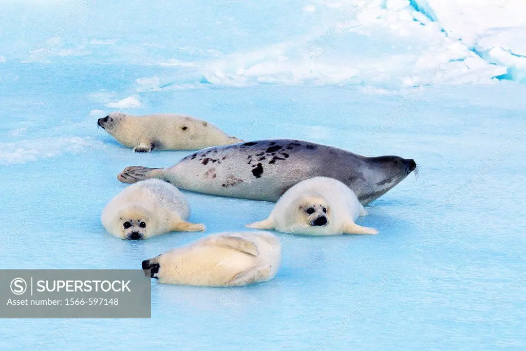 HARP SEAL pagophilus groenlandicus, MOTHER AND PUPS ON ICE FIELD, MAGDALENA ISLAND IN CANADA