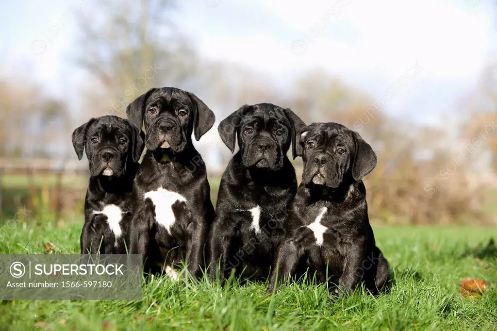 CANE CORSO, A DOG BREED FROM ITALY, PUPPIES ON GRASS