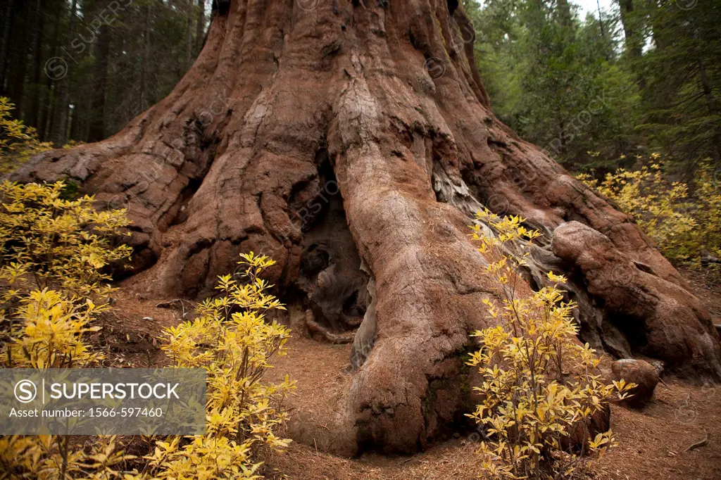 Red wood Tree in Yosemite National Park, California.