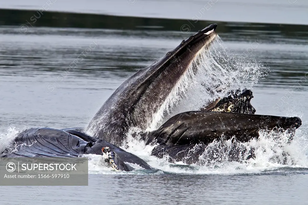Adult humpback whales Megaptera novaeangliae co-operatively ´bubble-net´ feeding along the west side of Chatham Strait in Southeast Alaska, USA  Pacif...