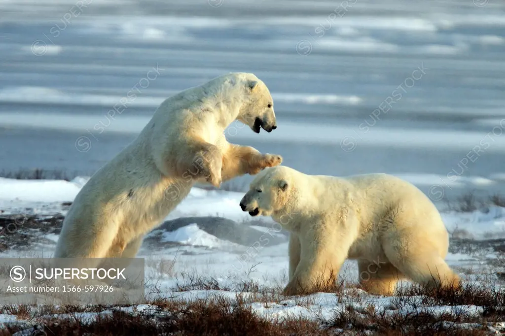 Two adult male Polar Bears Ursus maritimus engaged in ritualistic fighting serious injuries are rare near Churchill, Manitoba, Canada