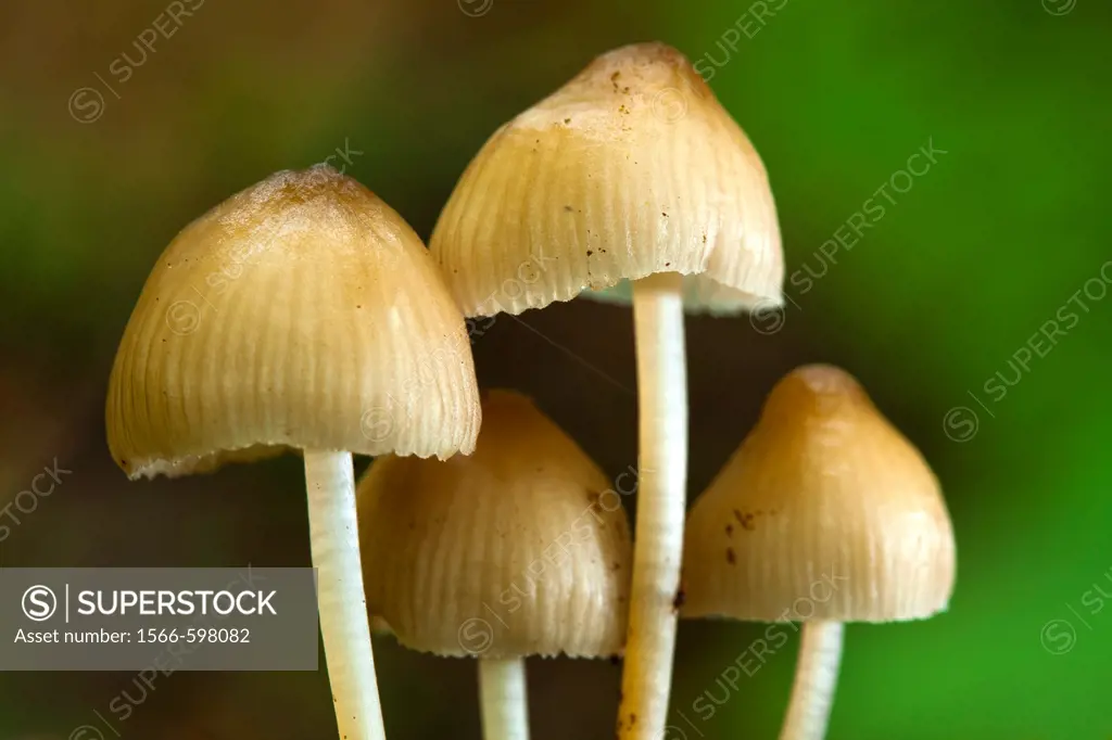 England, Northumberland, Allen Banks & Staward Gorge Autumn shot of un-identified fungi, mushroom, toad stool