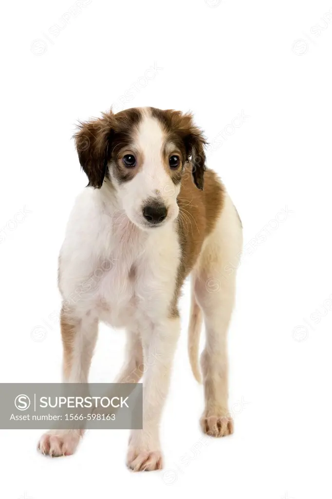 BORZOI OR RUSSIAN WOLFHOUND, PUP AGAINST WHITE BACKGROUND