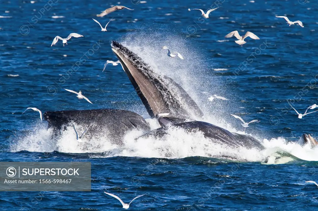 Adult humpback whales Megaptera novaeangliae co-operatively ´bubble-net´ feeding along the west side of Chatham Strait in Southeast Alaska, USA  Pacif...