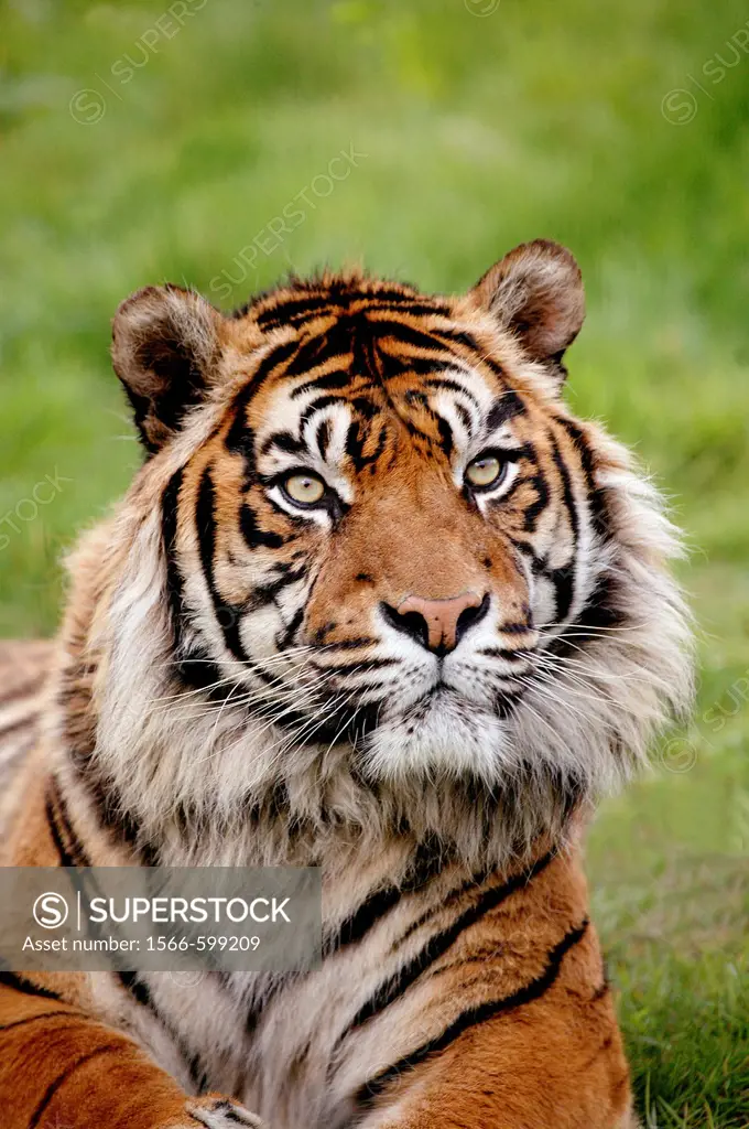 SUMATRAN TIGER panthera tigris sumatrae, PORTRAIT OF ADULT