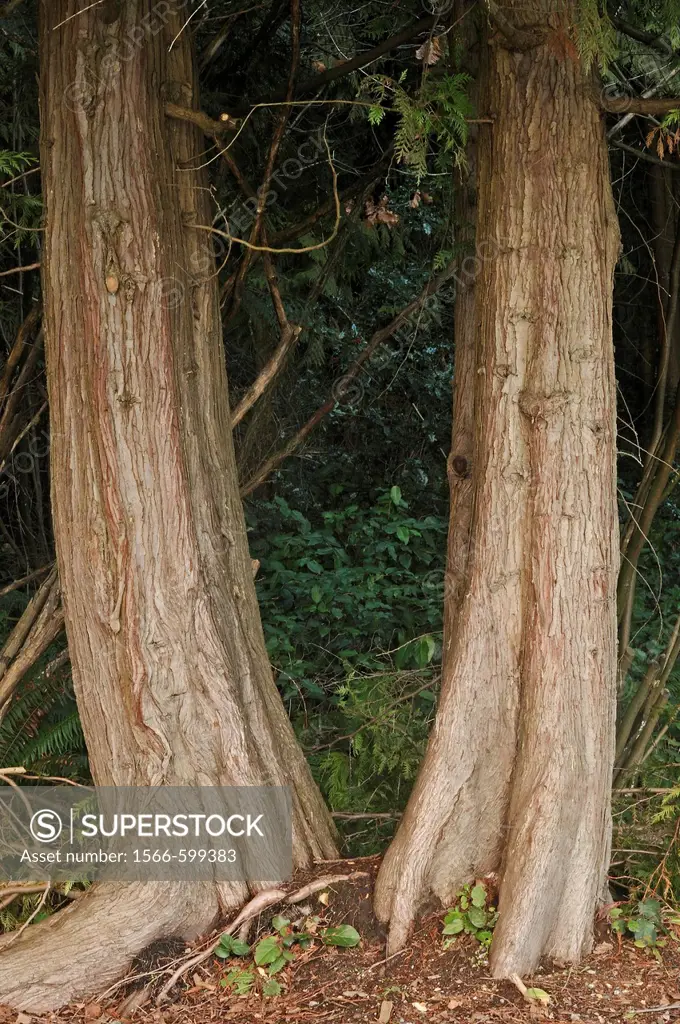 Western Redcedar (Thuja plicata) trunks, Central Park, Burnaby, British Columbia, Canada.