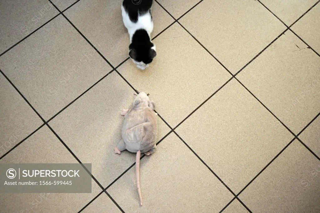 Young cat hunting for a plush rat