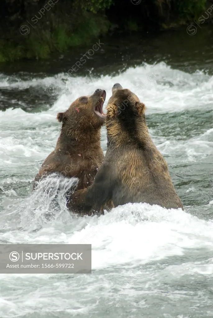 Brown Bears sparing for salmon fishing position, Brooks Camp, Katmai National Park, Alaska, USA