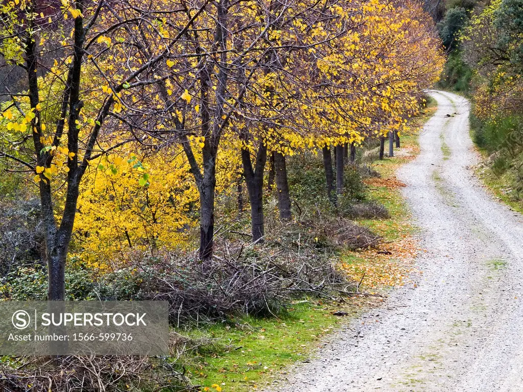 Pista forestal en otoño en el Valle de Valvanera - Anguiano - Sierra de la Demanda - La Rioja - España